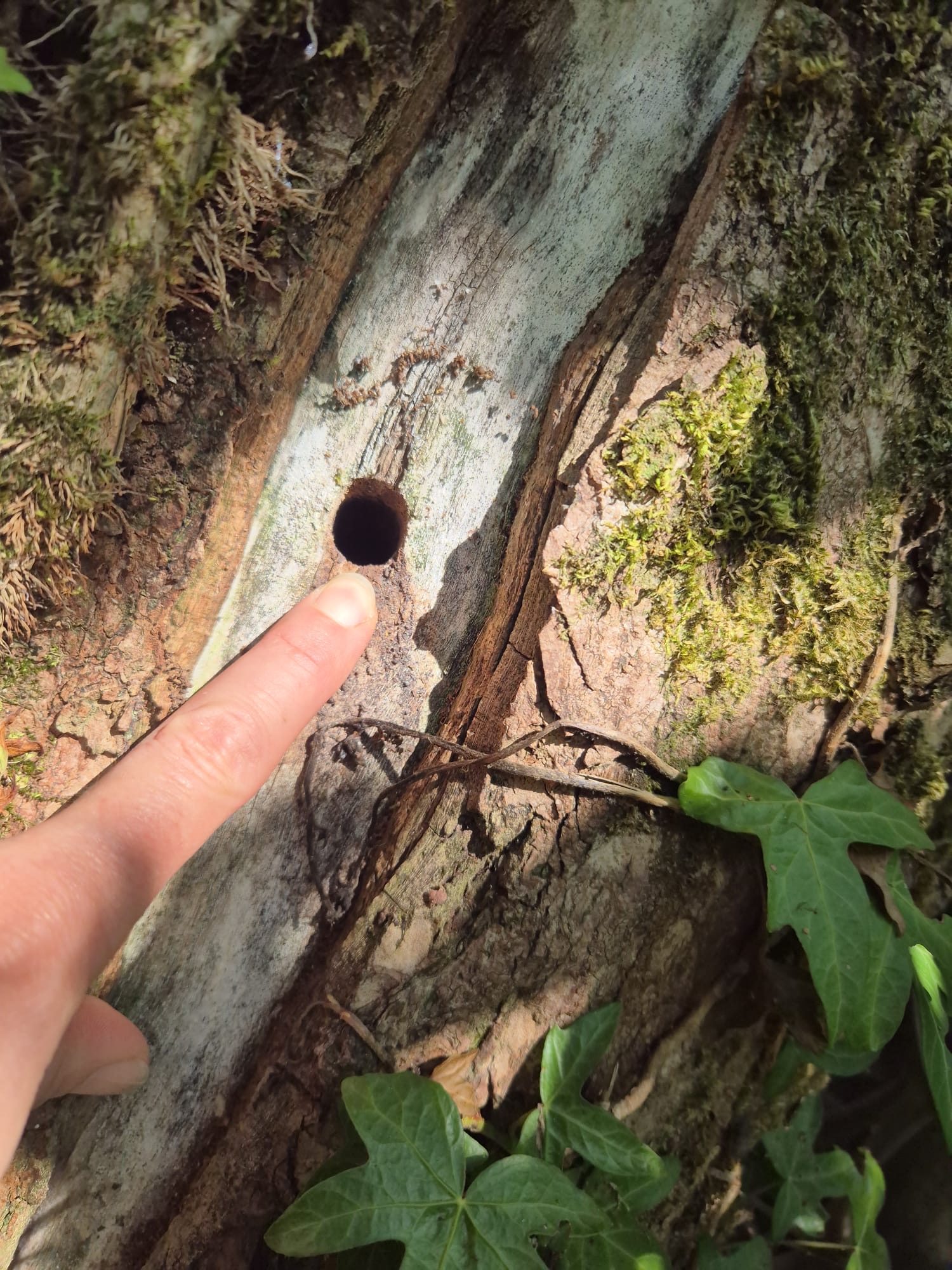 Another hole drilled into the tree