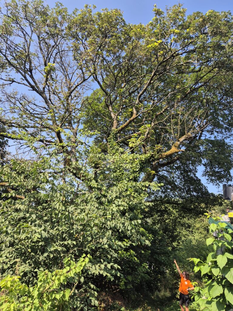 Hogshaw Tree