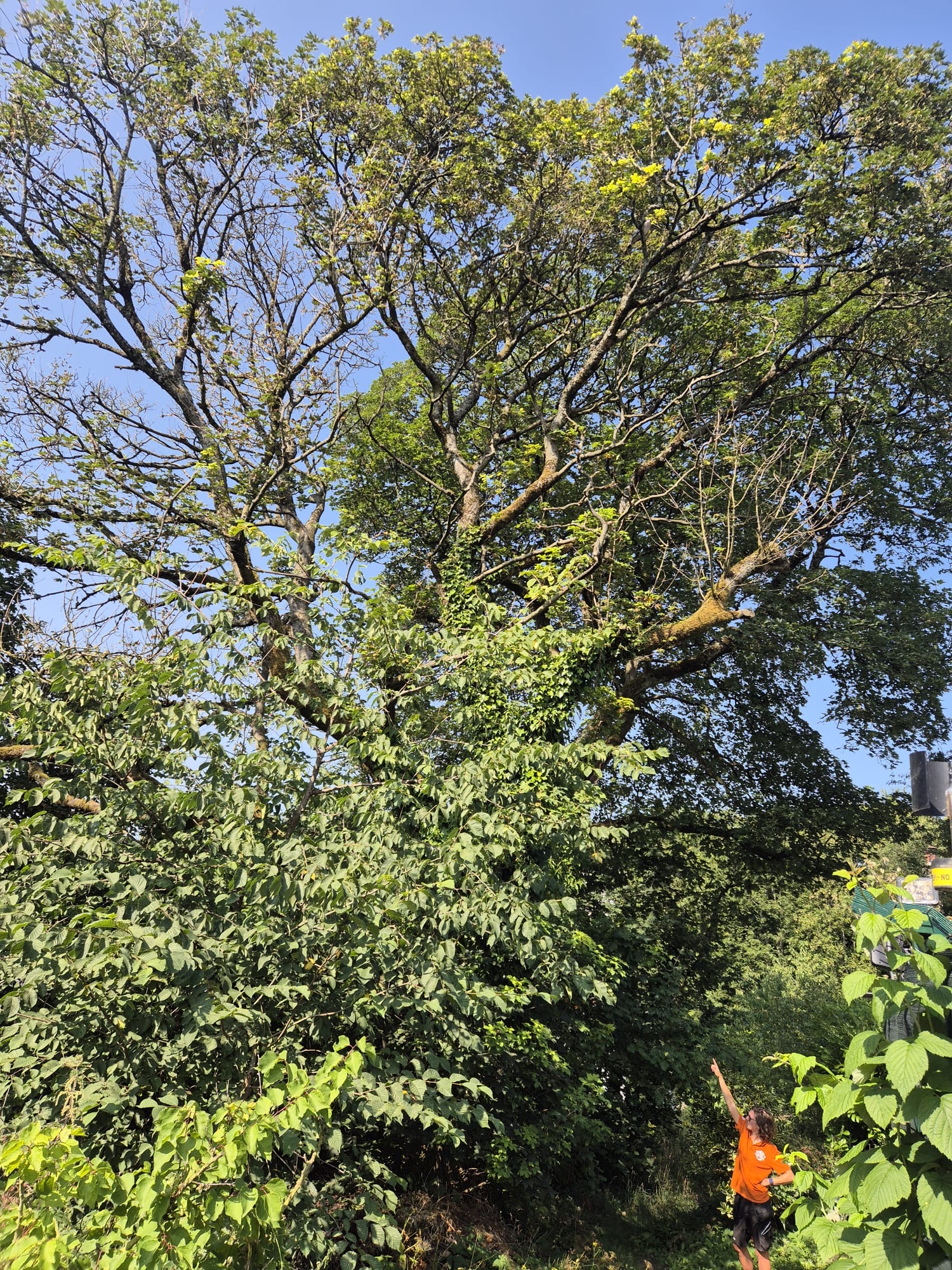 Hogshaw Tree
