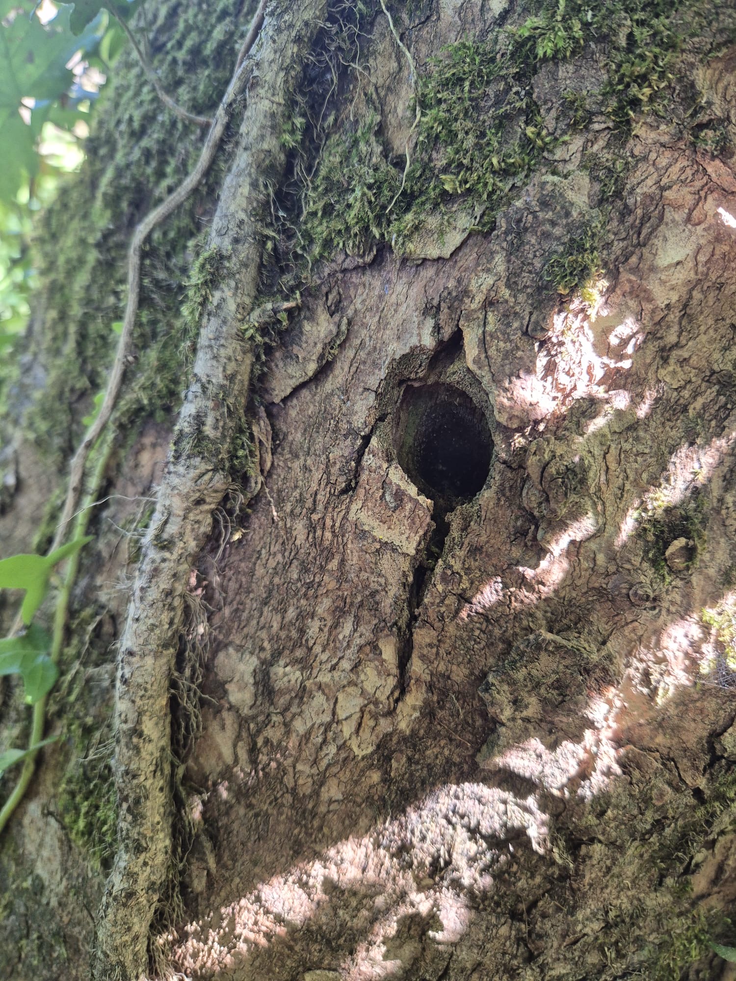 Hole drilled into the tree